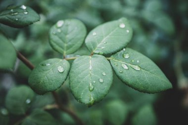 Yağmurdan sonra bahçede bir gül dalına yağmur damlaları düşer..