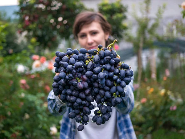 Дівчина Тримає Пропонує Купу Свіжого Синього Винограду Краплями Води Після — стокове фото