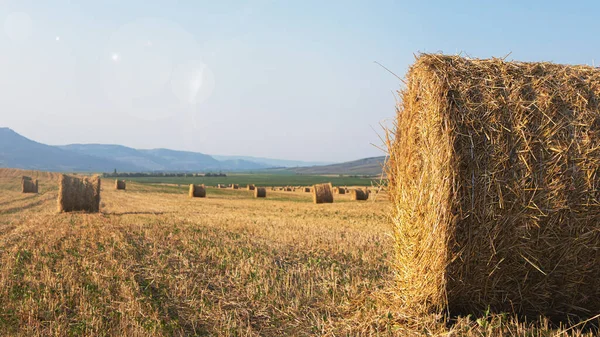 Rundballen Mit Heuballen Nach Der Ernte Landwirtschaftliches Feld Mit Sonnenlicht — Stockfoto