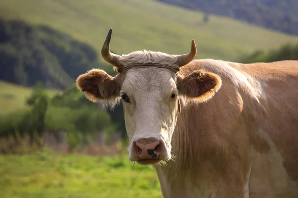 Taureau Blanc Brun Pâturant Dans Prairie Regardant Caméra — Photo