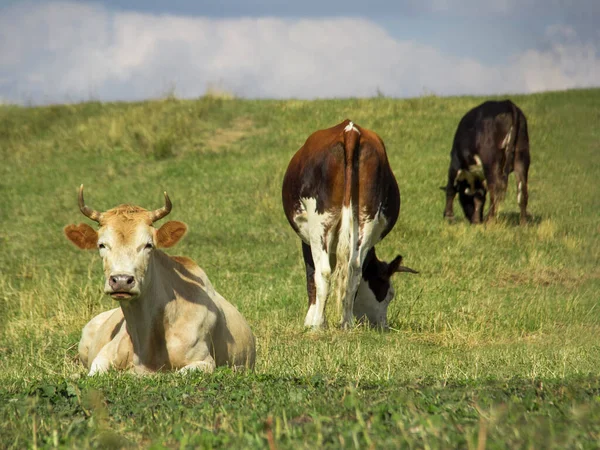 Beyaz boğa ve inekler yeşil bir çayırda otluyor. Boğanın 2021 yılı.
