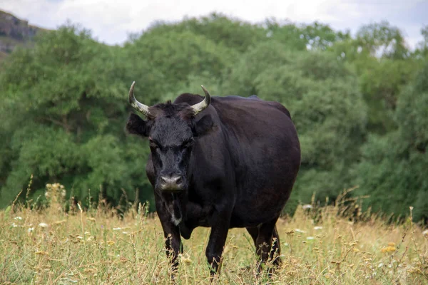 Gros Taureau Noir Mature Regardant Sévèrement Caméra 2021 Année Taureau — Photo