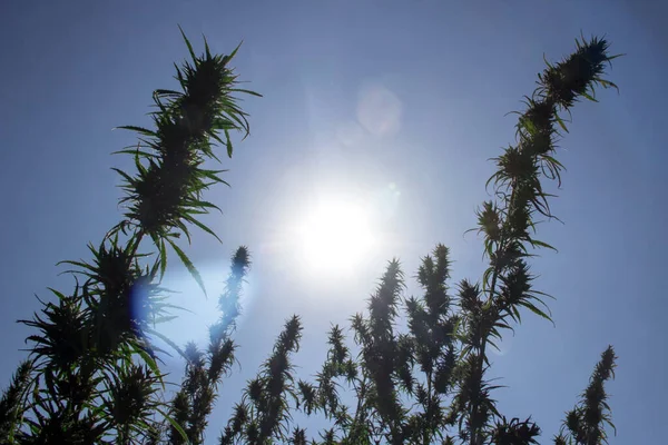 マリファナは屋外の大麻畑で芽を持つシルエットを植えます 下の図 — ストック写真