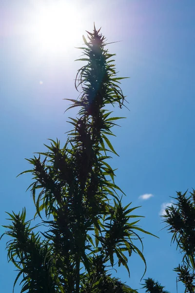 ひまわり 大麻の芽を持つ日当たりの良いマリファナ植物のシルエット 下の図 — ストック写真