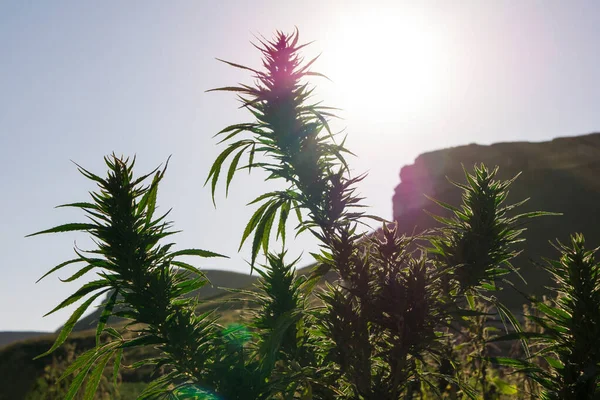 山に対する屋外大麻畑での日光浴マリファナ植物 — ストック写真