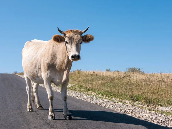 Taureau Blanc Tient Sur Route Avec Espace Copie 2021 Année — Photo