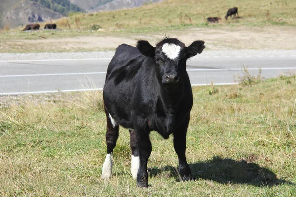 Mignon Veau Noir Debout Sur Une Prairie Verte Regardant Caméra — Photo