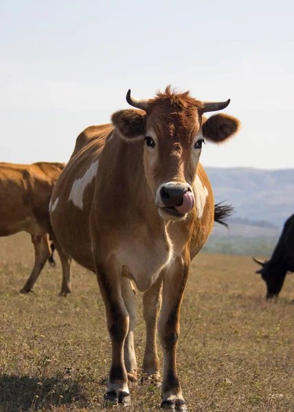 Portrait Belle Vache Brune Avec Langue Regardant Caméra — Photo