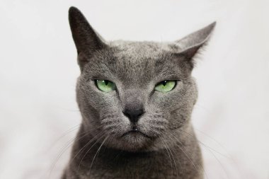 Kızgın kızgın kedi kameraya bakıyor. Aranan Rus mavi kedi soyguncusu, komik bir ifade..