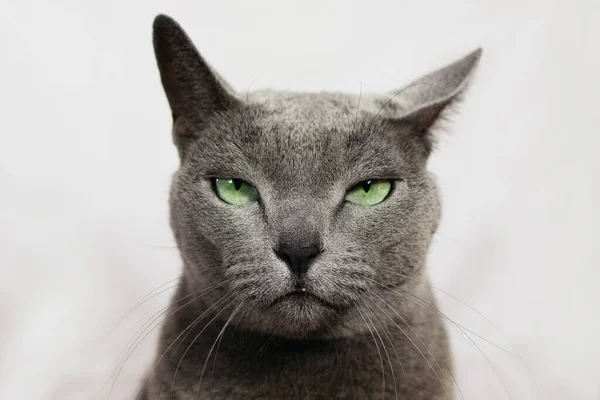 Angry Annoyed Cat Looking Camera Wanted Russian Blue Cat Robber — Stock Photo, Image