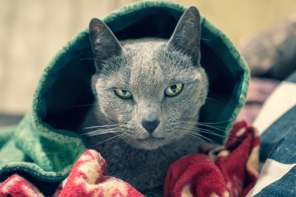 Russian blue cat expressively looking out under the hood. Dangerous hooded cat.