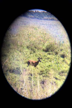 Sahada dürbünle görülen geyik.