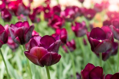 Bahçede açan renkli laleler..