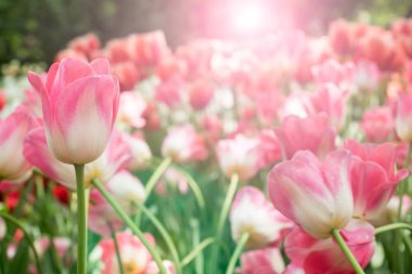 Bahçede açan renkli laleler..