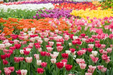 Bahçede açan renkli laleler..