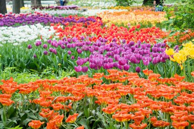 Bahçede açan renkli laleler..