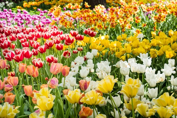 Bahçede açan renkli laleler..