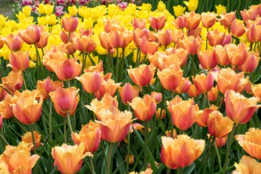 Bahçede açan renkli laleler..