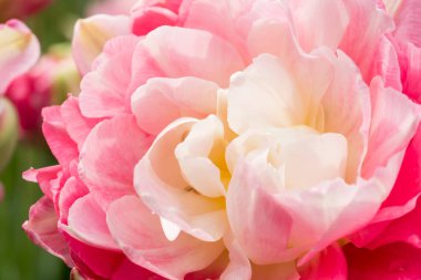 Terry beyaz Pembe Lale. Makro seçici odak. Çiçek arka plan yakın çekim.