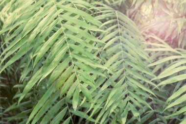 Yeşil renkli tropikal palmiye yaprakları. Yakın çekim