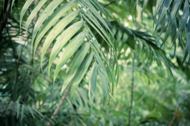 Yeşil renkli tropikal palmiye yaprakları. Yakın çekim