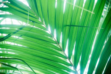Yeşil renkli tropikal palmiye yaprakları. Yakın çekim