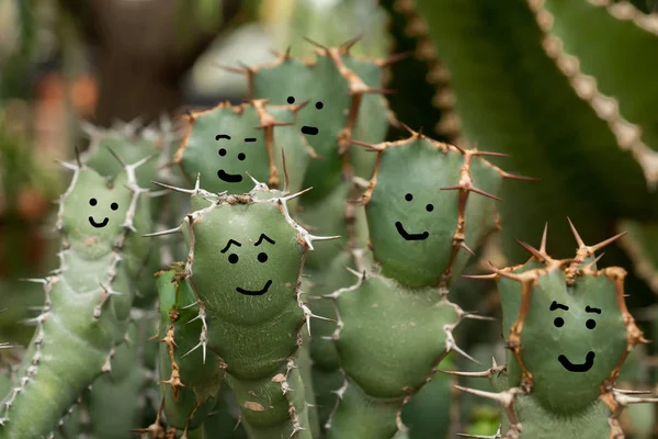 Cactus Verdes Suculentas Enfoque Selectivo Primer Plano —  Fotos de Stock