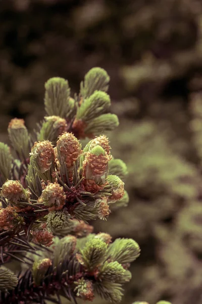 Blommande Unga Barrträd Ren Skogen — Stockfoto