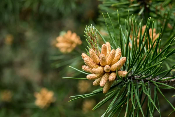 Blommande Unga Barrträd Ren Skogen — Stockfoto