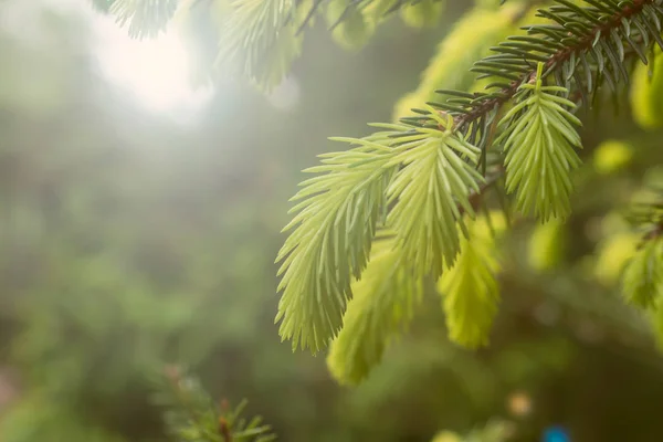 Blommande Unga Barrträd Ren Skogen — Stockfoto