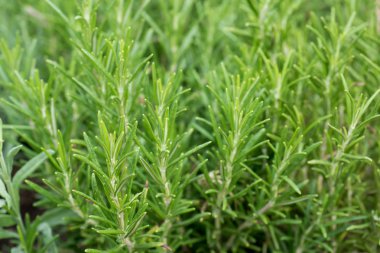 Arka plan biberiye bitki ve baharat.