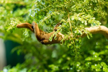 Yeşil güzel tropikal tatlı su akvaryumu seçici odak arka plan.