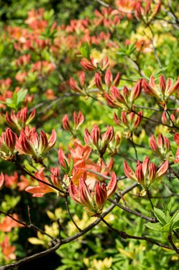 Güzel renkli ormangülü çiçek bahar bahçe. Seçici odak.