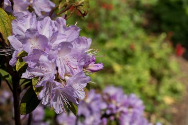 Güzel renkli ormangülü çiçek bahar bahçe. Seçici odak.