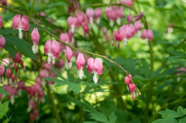 Ormanın doğal yeşil arka plan güzel pembe çiçekler. Seçici odak.