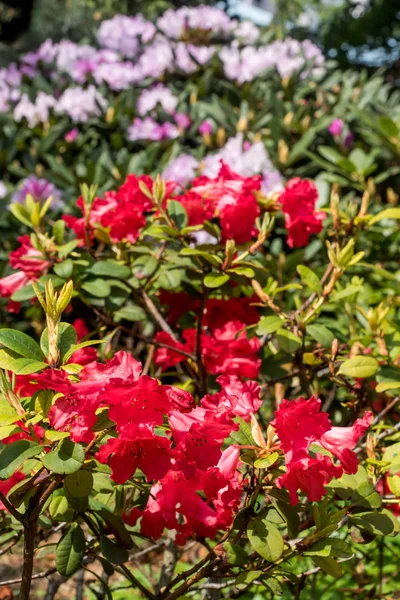 Güzel renkli ormangülü çiçek bahar bahçe. Seçici odak.