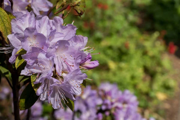 Όμορφα Χρωματιστά Rhododendron Λουλούδια Στον Κήπο Την Άνοιξη Επιλεκτική Εστίαση — Φωτογραφία Αρχείου