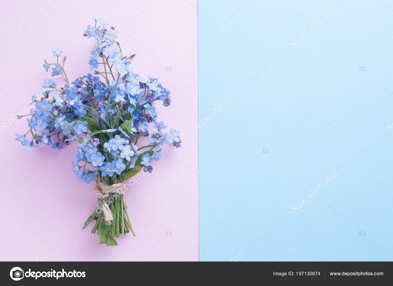 Forget Flowers Bouquet Blue Pink Pastel Background Stock Photo Image By C Elenglush Forget Flowers Bouquet Blue Pink Pastel Background Stock Photo Image By C Elenglush