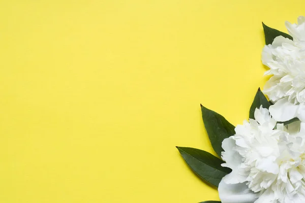 Flores Peonía Blanca Sobre Fondo Amarillo Brillante Copiar Espacio — Foto de Stock