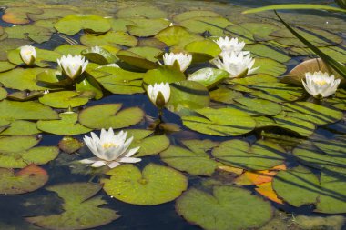 Beyaz Nilüfer gölde büyüyen.
