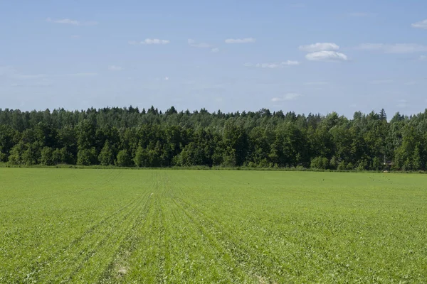 Çimen tarlası ve ağaçlar Şehrin dışındaki manzara.