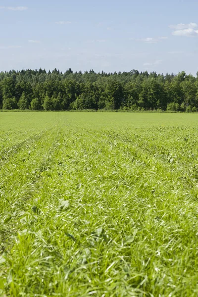 Pole Trawy Drzewa Krajobraz Poza Miastem — Zdjęcie stockowe