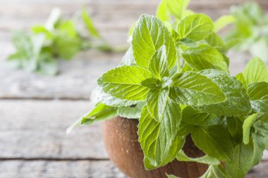 Ahşap arka plan, seçici odak üzerinde çiğ damlaları ile taze nane.