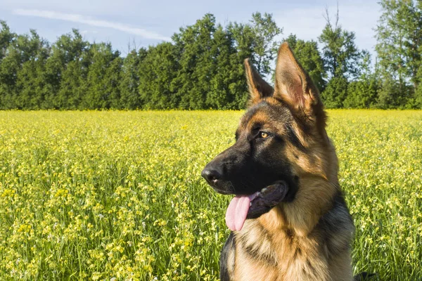 Berger Allemand Sur Terrain Avec Viol Jaune Fleurs — Photo