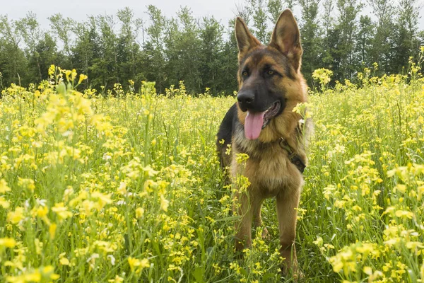 Berger Allemand Sur Terrain Avec Viol Jaune Fleurs — Photo