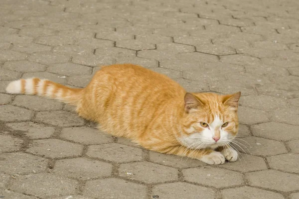 Hermoso Gato Rojo Acostado Calle Pavimentando Losas — Foto de Stock