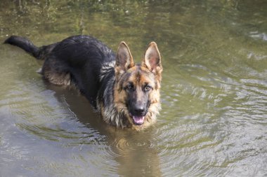 Alman çoban nehir su içinde duruyor. Hayvanlar