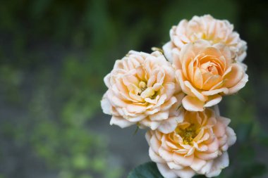 Çiğ damlaları ile yaz bahçesinde pastel renkler güzel gül çiçektir. Seçici odak.