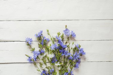 Hindiba çiçek beyaz ahşap zemin üzerinde. Tıbbi bitki Cichorii