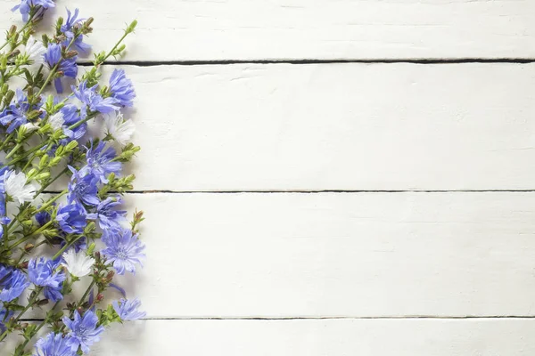 Flores Achicoria Sobre Fondo Madera Blanca Planta Medicinal Cichorii — Foto de Stock